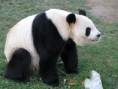 /album/fotogaleria/oso-panda-jpg/